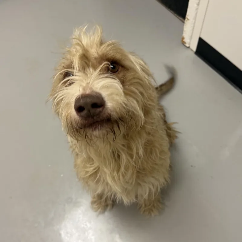An adult large-sized male Poodle dog named Scout for adoption in Blue Springs, MO