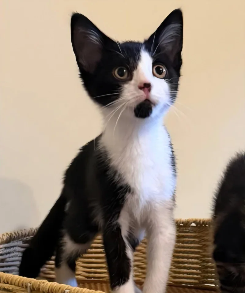 A baby medium-sized female Domestic Short Hair cat named Mollie for adoption in Spring Lake, NJ
