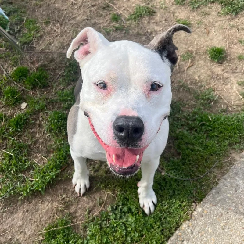 A young medium-sized male White / Cream Pit Bull Terrier dog named Tyler for adoption in Saluda, VA