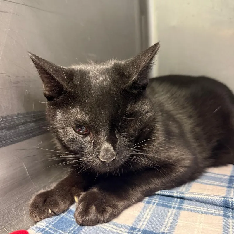 A young small-sized male Black Domestic Short Hair cat named Kai for adoption in Casa Grande, AZ