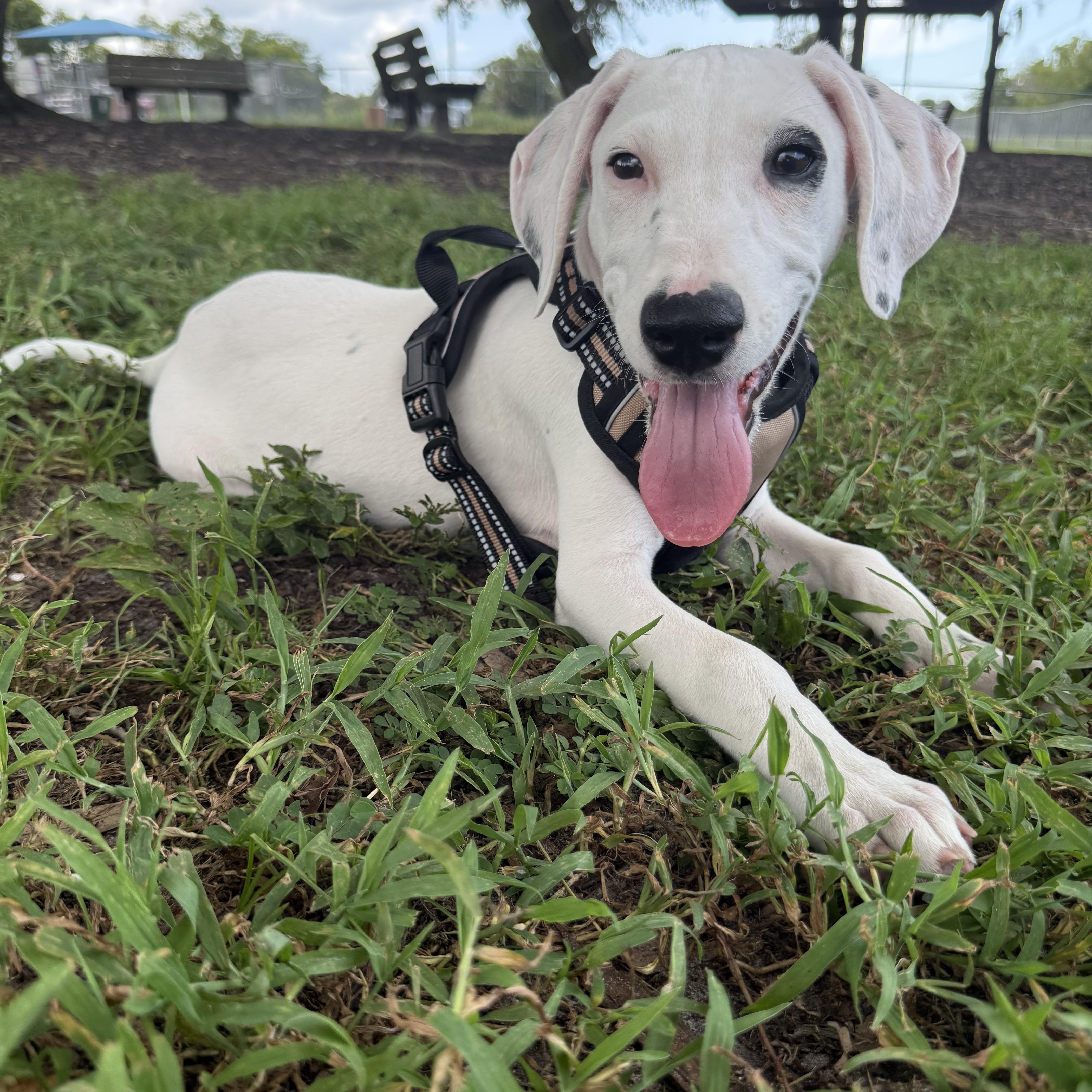 A baby medium-sized male White / Cream Hound dog named Pickles for adoption in Myakka City, FL