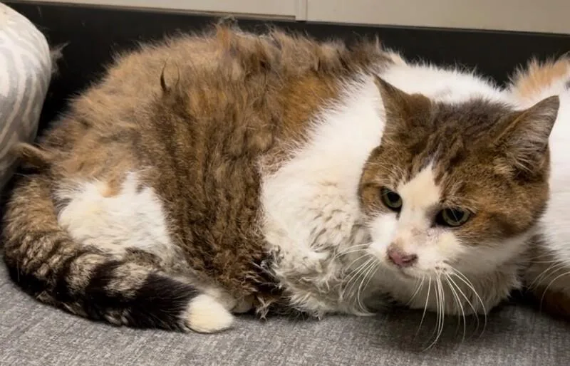 An adult large-sized male Tabby (Brown / Chocolate) Domestic Short Hair cat named Eddie for adoption in Osseo, MI