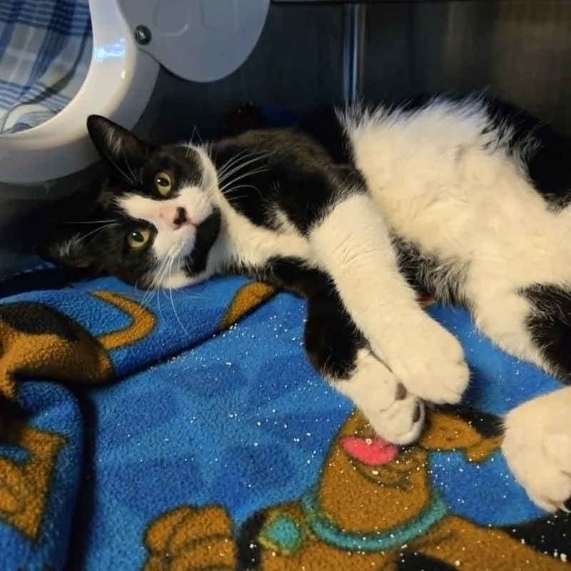 A young large-sized male Black & White / Tuxedo Domestic Short Hair cat named Ludgwig for adoption in Watertown, WI