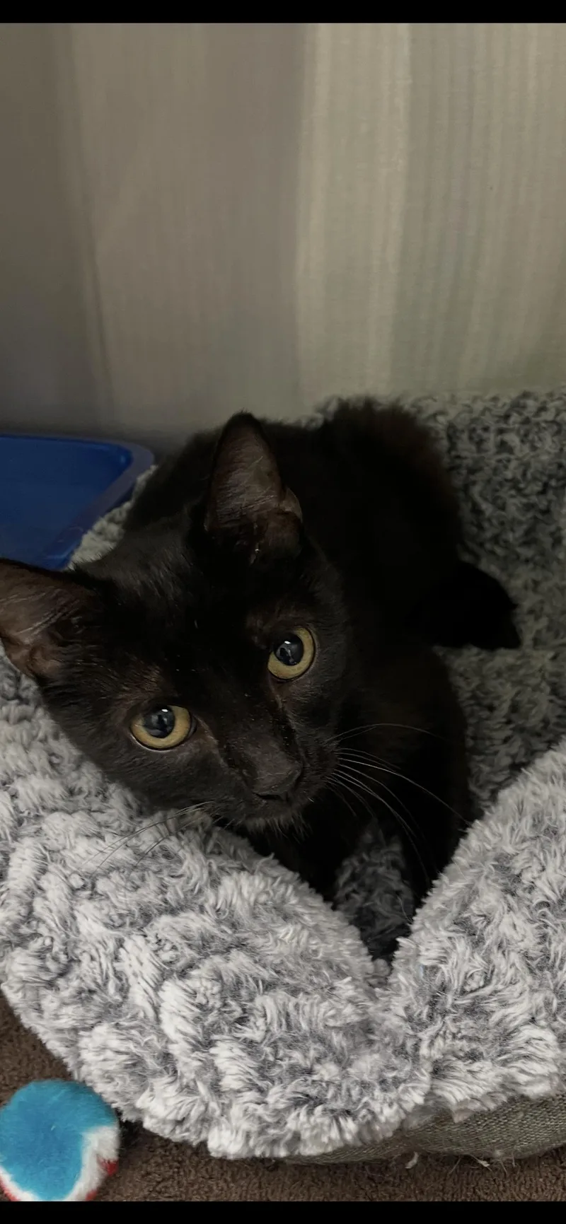 An adult medium-sized female Black Domestic Short Hair cat named Medela for adoption in Georgetown, KY