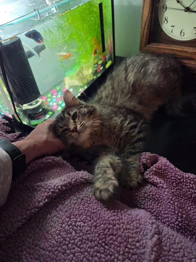 A baby small-sized female Domestic Medium Hair cat named Blaze for adoption in Milwaukee, WI