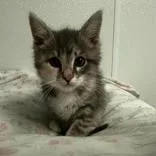 A baby medium-sized female Tabby (Gray / Blue / Silver) Domestic Short Hair cat named Felicity for adoption in Portsmouth, OH