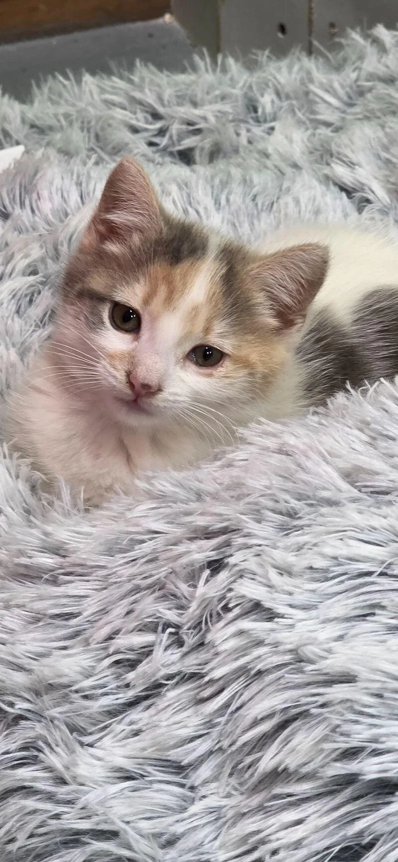 A young medium-sized female Calico Domestic Short Hair cat named Aurora for adoption in Adrian, MI