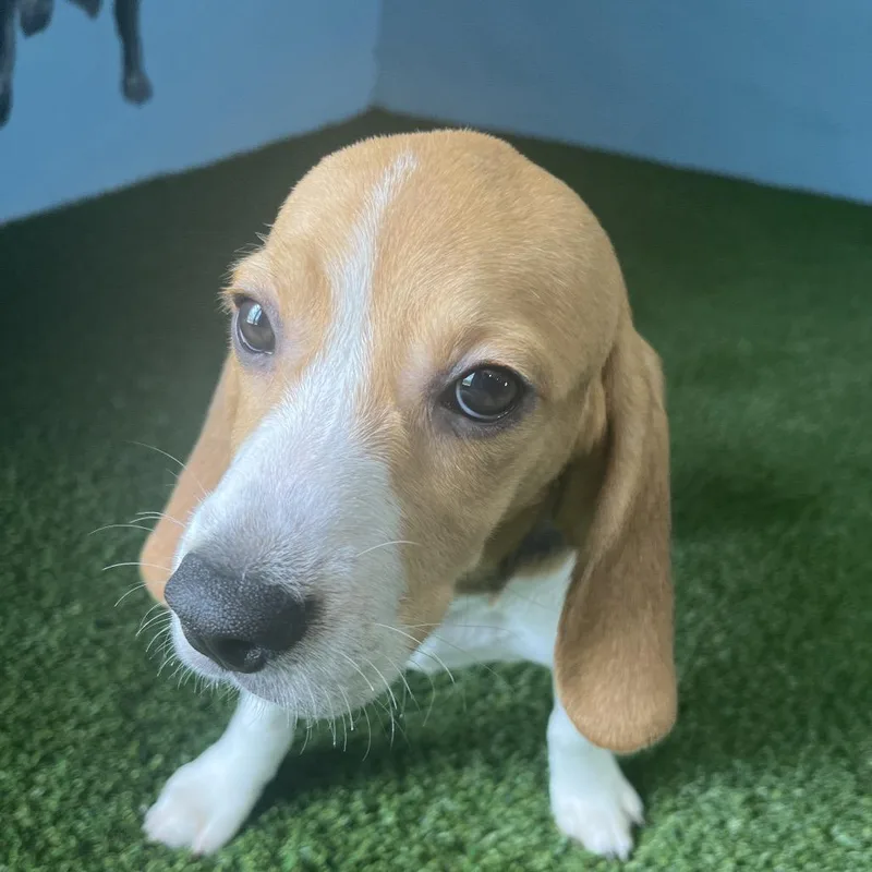 A baby small-sized male Yellow / Tan / Blond / Fawn Beagle dog named DXH  aka Bashful for adoption in LOXAHATCHEE, FL