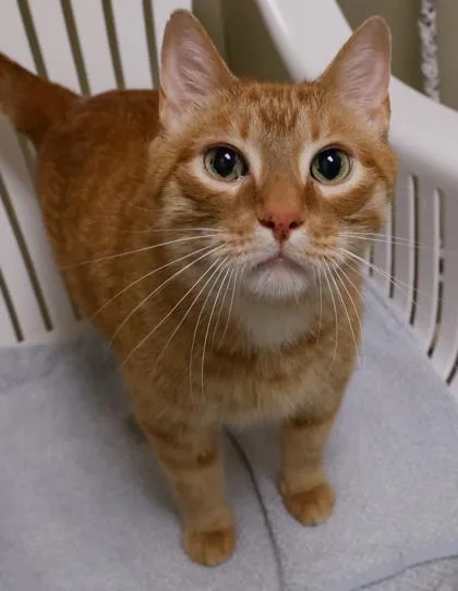A senior medium-sized male Domestic Short Hair cat named Samuel for adoption in Baraboo, WI