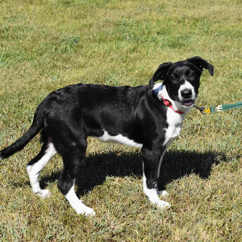 A baby large-sized female Black Mixed Breed dog named Molly for adoption in Searcy, AR
