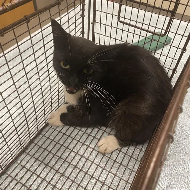 A young medium-sized male Domestic Short Hair cat named A for adoption in Modesto, CA