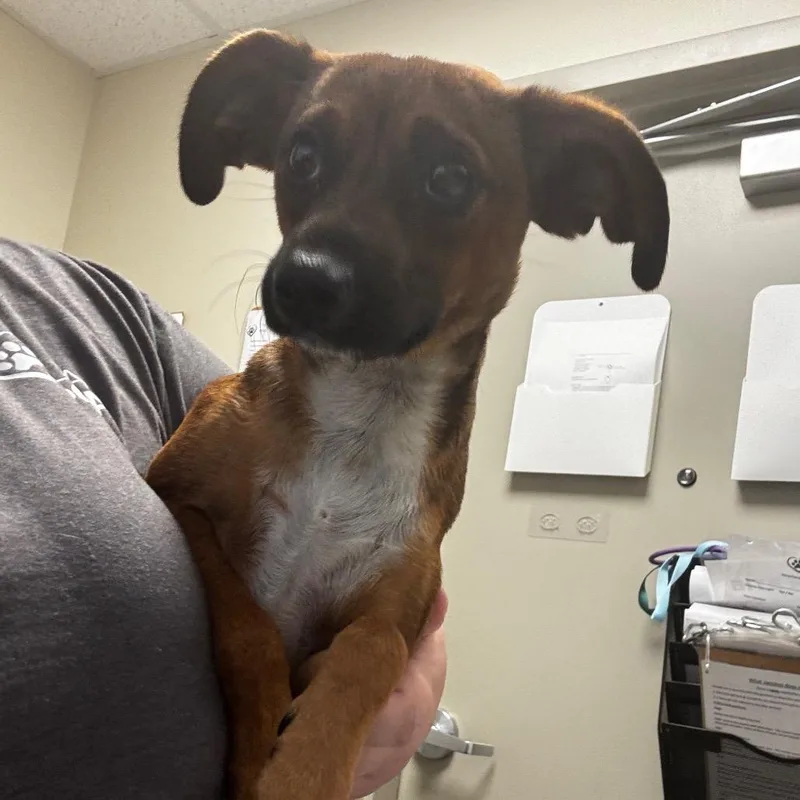 An adult small-sized female Chihuahua dog named Paige for adoption in Tulsa, OK