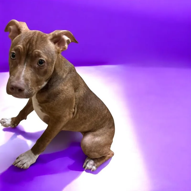 A baby medium-sized female Brown / Chocolate Pit Bull Terrier dog named Annie for adoption in Lebanon, TN