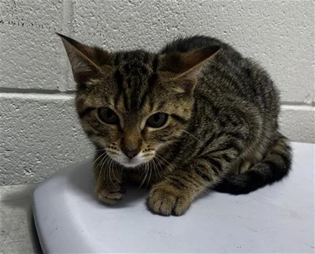 A baby small-sized female Domestic Short Hair cat named Heather for adoption in Upper Marlboro, MD