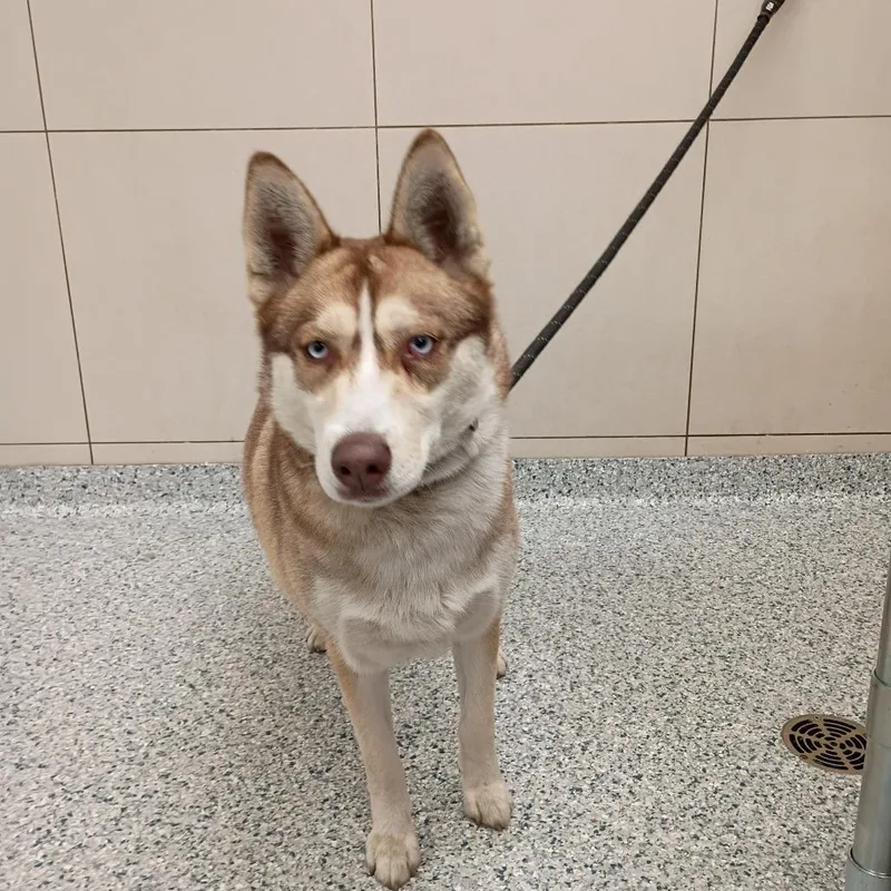 An adult large-sized female Yellow / Tan / Blond / Fawn Siberian Husky dog named A.j for adoption in Chicago, IL