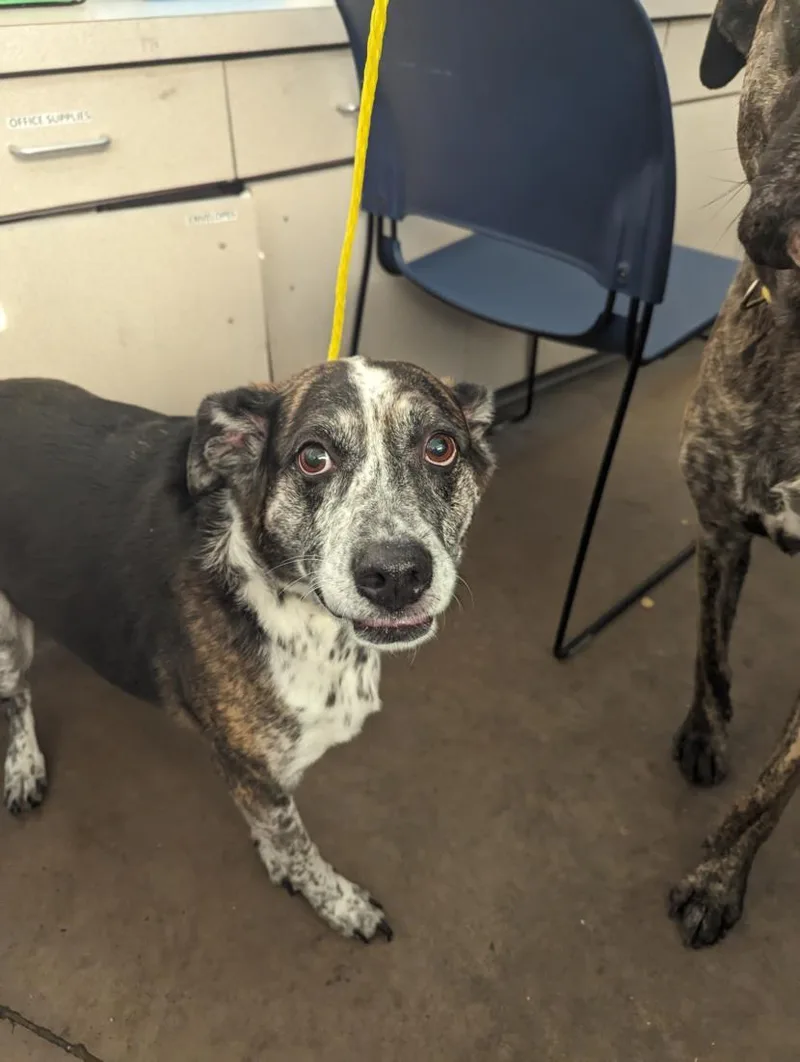 A senior large-sized female Mixed Breed dog named Duffy for adoption in Dallas, TX