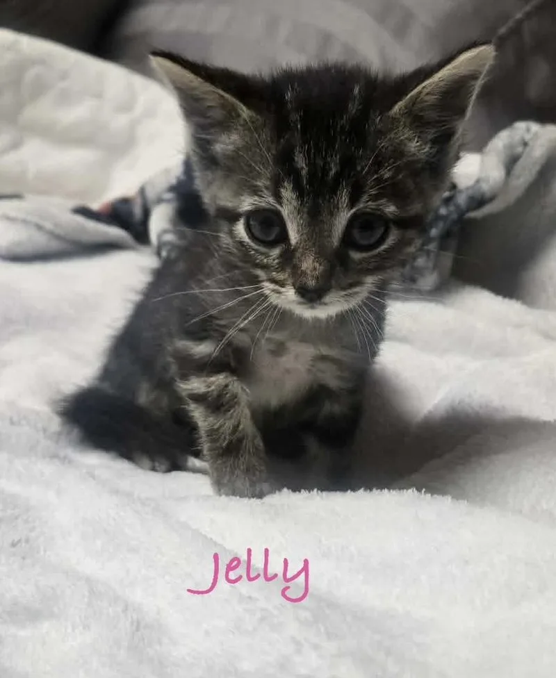 A baby small-sized female Gray / Blue / Silver Domestic Short Hair cat named Jelly for adoption in Fremont, NE