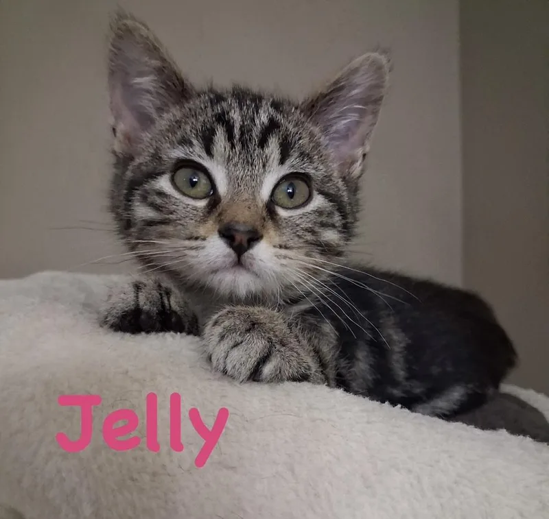 Jelly thumbnail 4
