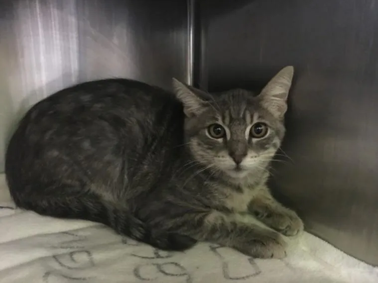 A young medium-sized male Domestic Short Hair cat named Silver for adoption in Los Angeles, CA