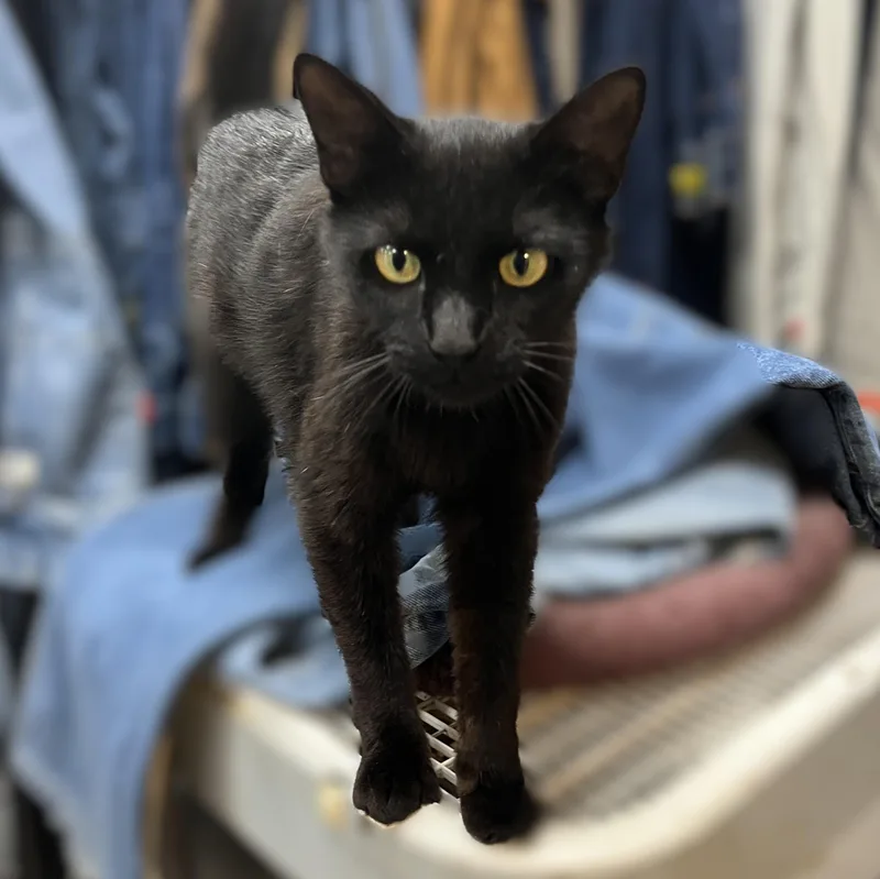 A young medium-sized female Black Domestic Short Hair cat named Sweetie for adoption in Shingletown, CA