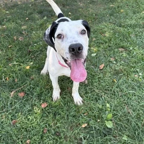 Dottie