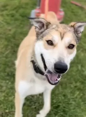 A young large-sized female Tricolor (Brown, Black, & White) Shepherd dog named Lovely for adoption in Frazier Park, CA