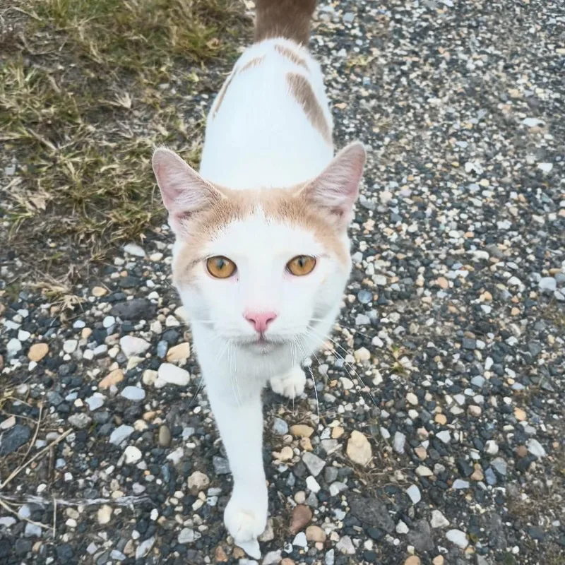 A young small-sized male White Domestic Short Hair cat named Jack for adoption in Abingdon, MD