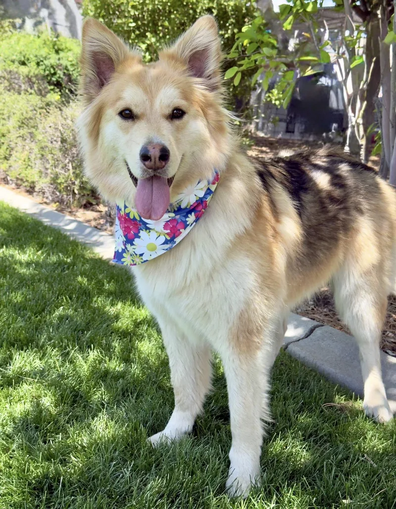An adult medium-sized female Yellow / Tan / Blond / Fawn Husky dog named Cc for adoption in Gardnerville, NV