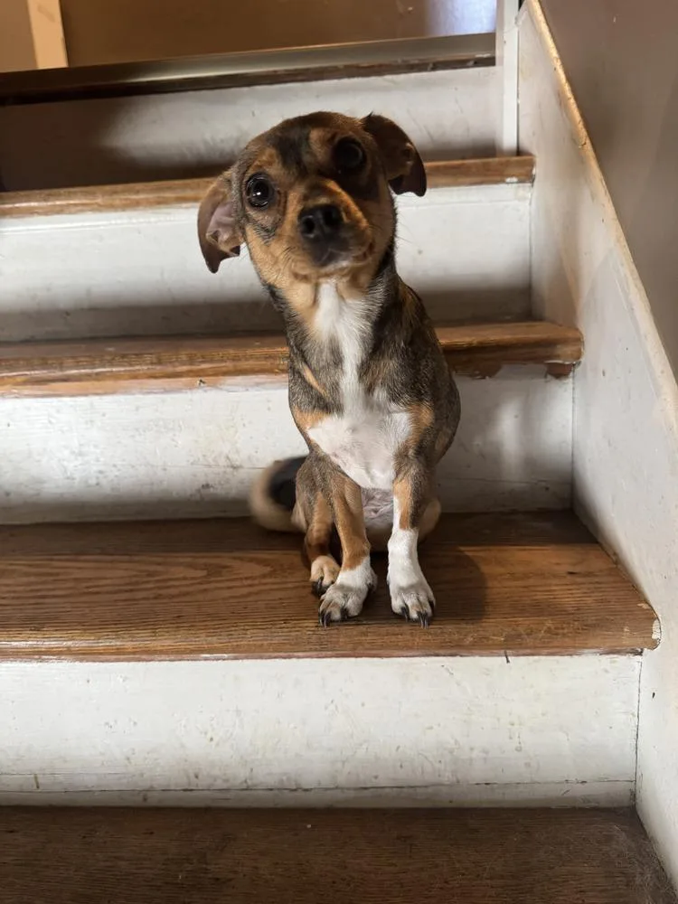 A young small-sized female Brown / Chocolate Chihuahua dog named Ella for adoption in Auburn, PA
