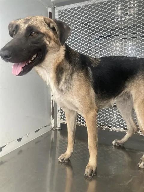 An adult large-sized female German Shepherd Dog dog named Sheep for adoption in Bakersfield, CA