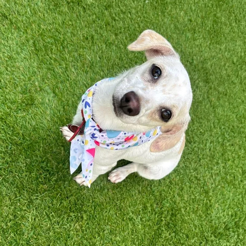 A young small-sized female Chiweenie dog named Alahia for adoption in Humacao, PR