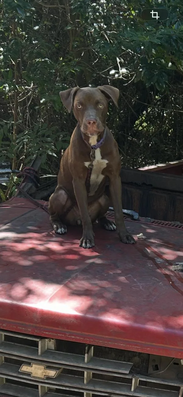 An adult medium-sized female Pit Bull Terrier dog named Meridith for adoption in Mobile, AL