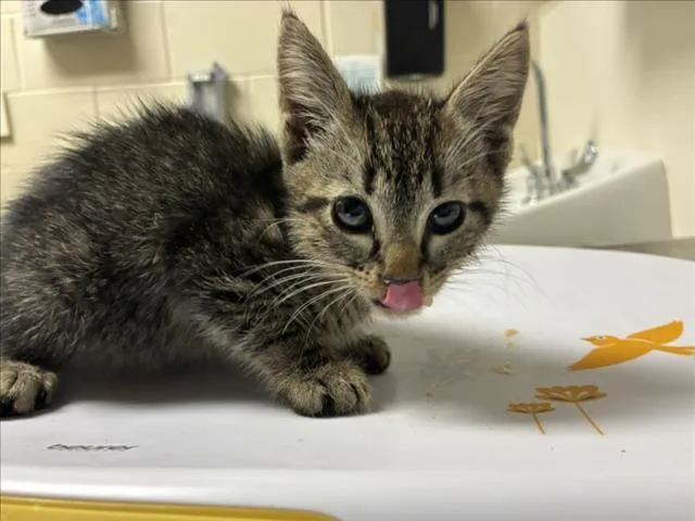 A baby small-sized male Domestic Short Hair cat named Buster for adoption in Chapel Hill, NC