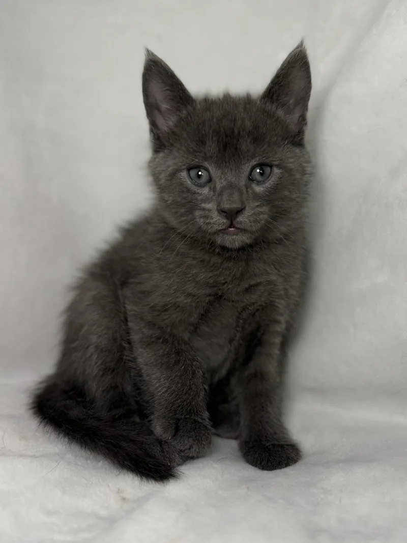 A baby medium-sized male Gray / Blue / Silver Domestic Short Hair cat named Beckett for adoption in Greensboro, NC
