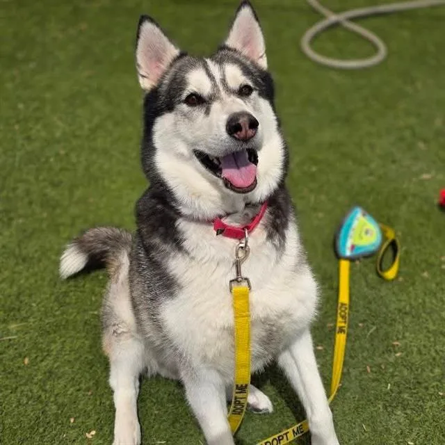 Astro