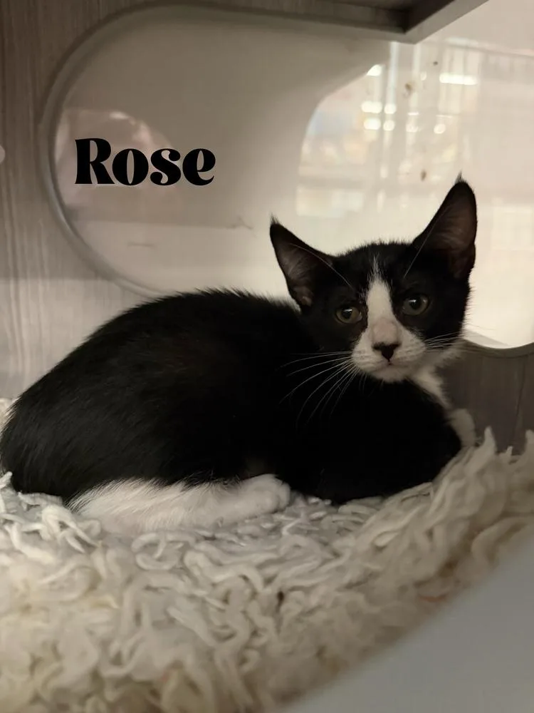 A baby small-sized female Black & White / Tuxedo Domestic Short Hair cat named Rose for adoption in Orlando, FL