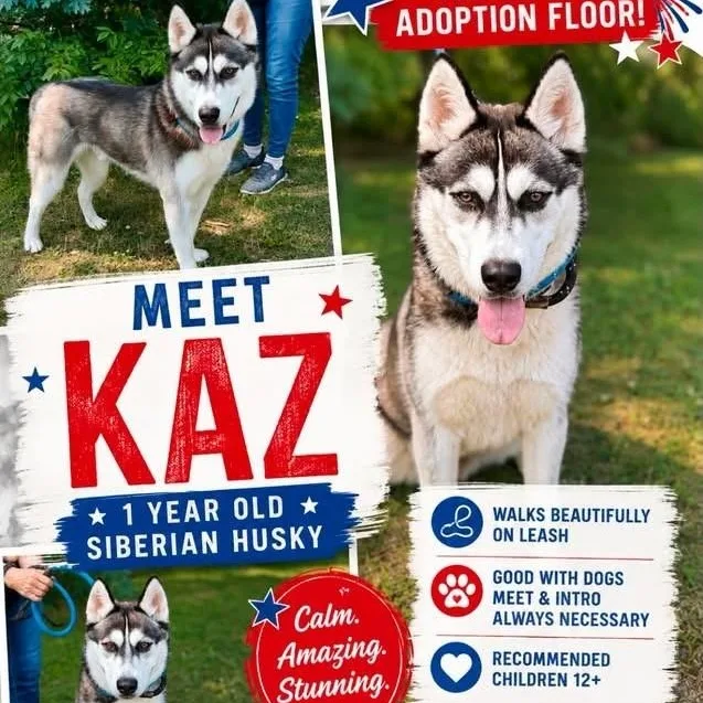 An adult large-sized male Black Siberian Husky dog named Kaz for adoption in Jackson, NJ