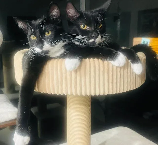 Jazzy & Jack thumbnail 2