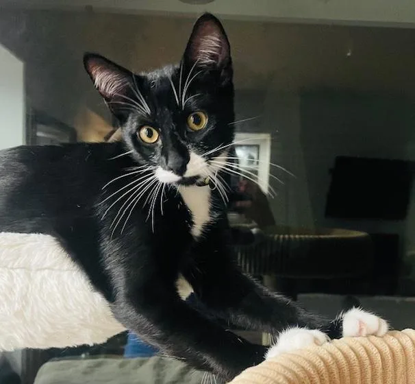 Jazzy & Jack thumbnail 5