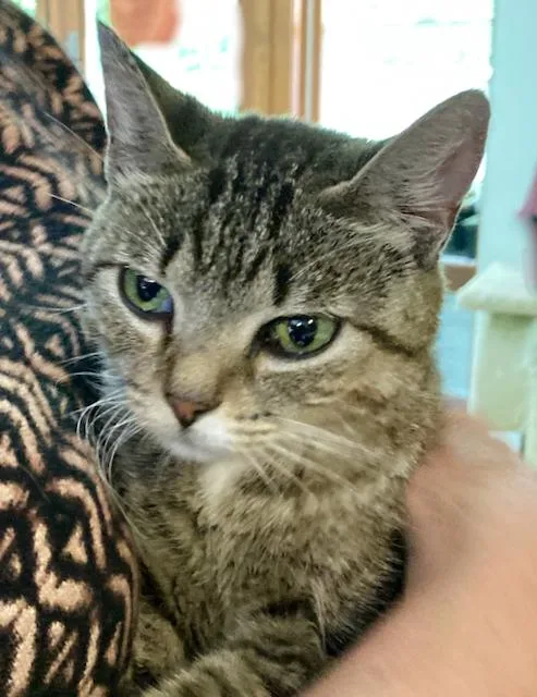 A young small-sized female Tabby (Gray / Blue / Silver) Domestic Short Hair cat named Kelsey is a lap for adoption in Durham, CT
