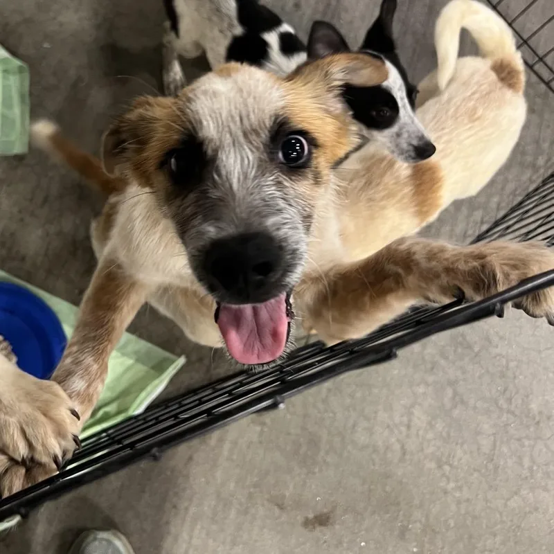 A young medium-sized male Red / Chestnut / Orange Australian Cattle Dog / Blue Heeler dog named Tails for adoption in Fort Collins, CO