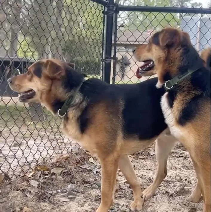 Shaggy And Scooby thumbnail 3