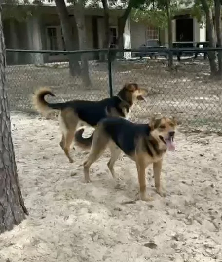 Shaggy And Scooby thumbnail 4