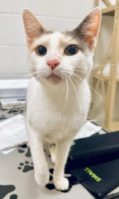 A young medium-sized female Domestic Short Hair cat named Horchata for adoption in Derwood, MD