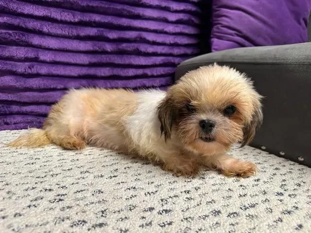 An adult small-sized female Shih Tzu dog named Marbella for adoption in Hartland, WI