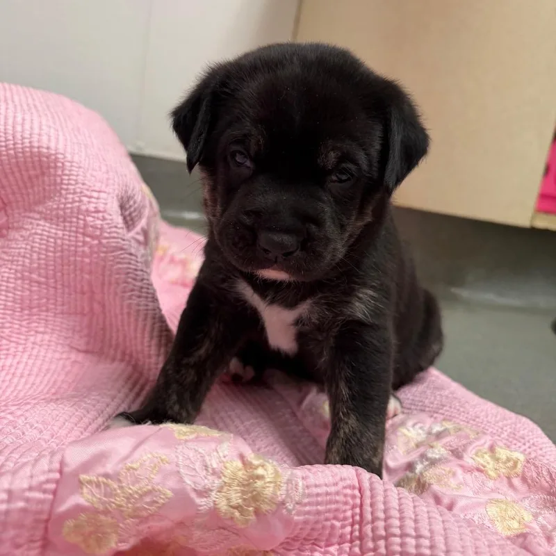 Lavender thumbnail 2