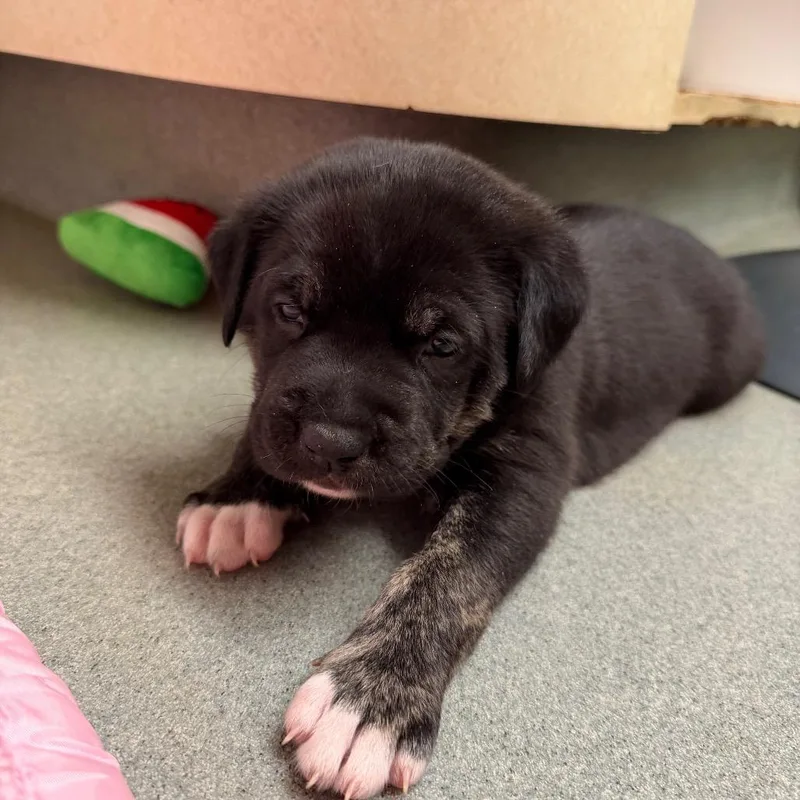 Lavender thumbnail 3