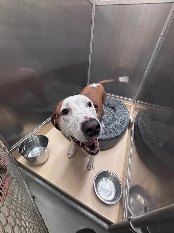 An adult medium-sized male Brown / Chocolate Pit Bull Terrier dog named Tommy for adoption in Burgaw, NC