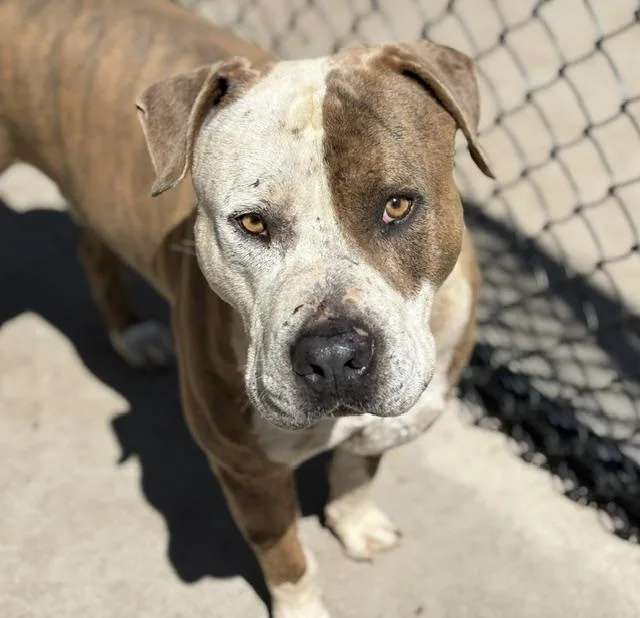 A young extra large-sized male Pit Bull Terrier dog named Diesel for adoption in Tulsa, OK