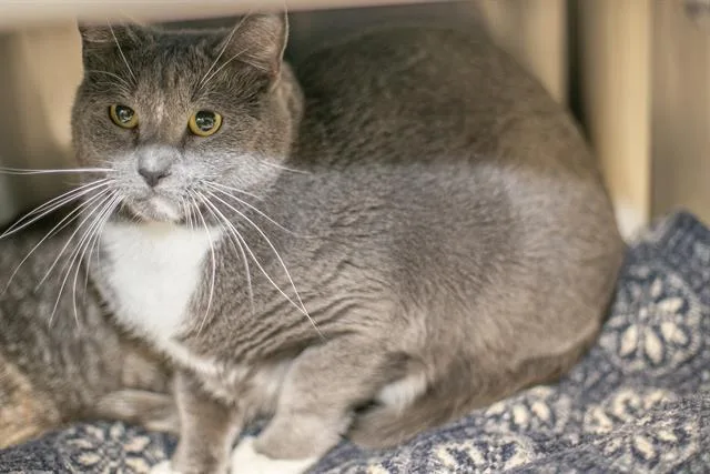 An adult medium-sized male Domestic Short Hair cat named Tux for adoption in Charlotte, NC